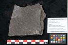 Foto (Objekt + Etikett) von Senftenbergia crenata Lindl. et H. (NHMW-GEO-2024-0188-10939)